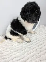 F1b girl "Purdy" , a female Goldendoodle for sale in Baton Rouge, LA – 2 of 4