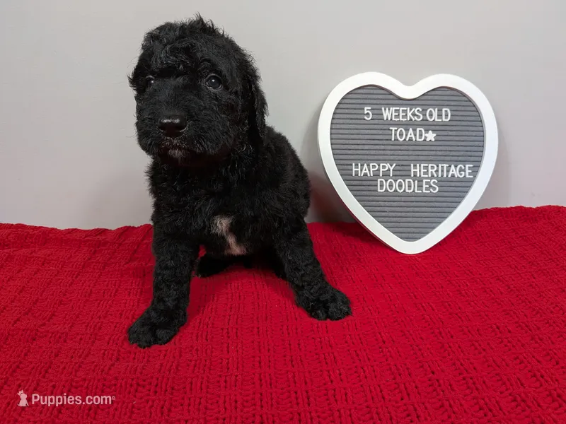 F1b Goldendoodle "Toad" – Goldendoodle puppy for sale in Baton Rouge, LA