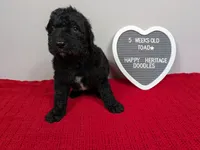 F1b Goldendoodle "Toad", a male Goldendoodle for sale in Baton Rouge, LA – 1 of 3