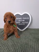 Standard Poodles- Green collar , a male Poodle - Standard  for sale in Baton Rouge, LA – 8 of 8