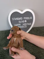 Standard Poodles- Olive collar, a male Poodle - Standard  for sale in Baton Rouge, LA – 2 of 3