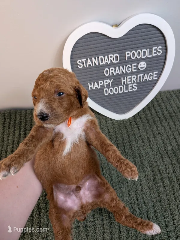 Standard poodle - Orange collar – Poodle - Standard  puppy for sale in Baton Rouge, LA