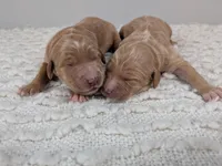 Irish Goldendoodle girl 2, a female Goldendoodle and Irish Doodle for sale in Baton Rouge, LA – Photo 2 of 4