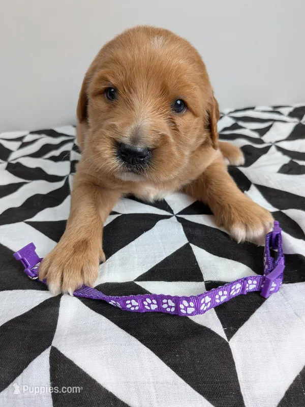 Irish Goldendoodle girl 2 – Goldendoodle, Irish Doodle puppy for sale in Baton Rouge, LA