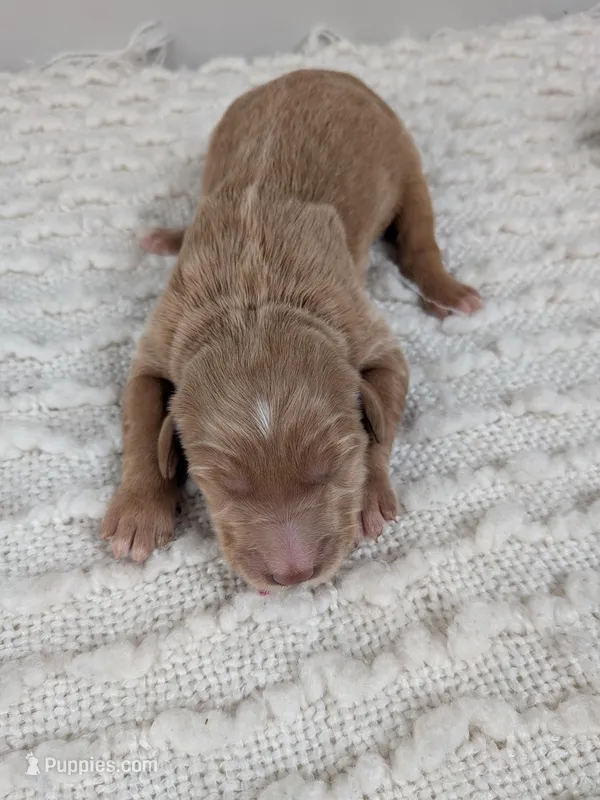 Irish Goldendoodle girl 2