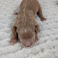 Irish Goldendoodle girl 2, a female Goldendoodle and Irish Doodle for sale in Baton Rouge, LA – Photo 3 of 7
