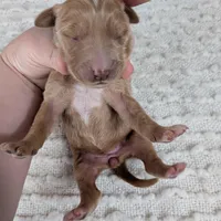 Irish Goldendoodle girl 2, a female Goldendoodle and Irish Doodle for sale in Baton Rouge, LA – Photo 5 of 7