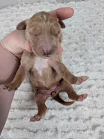 Irish Goldendoodle girl 2, a female Goldendoodle and Irish Doodle for sale in Baton Rouge, LA – Photo 3 of 4