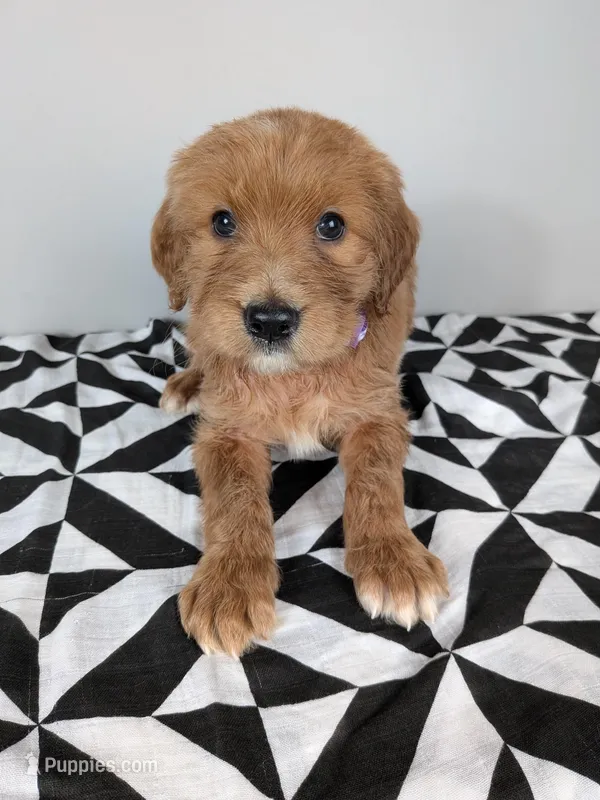 Irish Goldendoodle girl 2 – Goldendoodle, Irish Doodle puppy for sale in Baton Rouge, LA