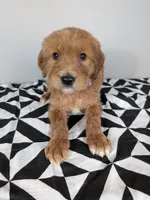 Irish Goldendoodle girl 2, a female Goldendoodle and Irish Doodle for sale in Baton Rouge, LA – Photo 1 of 7