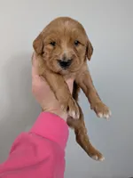 Irish Goldendoodle girl 2, a female Goldendoodle and Irish Doodle for sale in Baton Rouge, LA – Photo 7 of 7