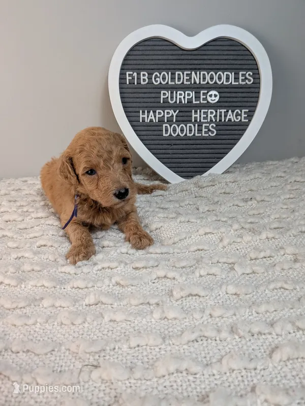F1b Goldendoodle- purple collar – Goldendoodle puppy for sale in Baton Rouge, LA