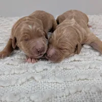 Irish Goldendoodle Girl 1, a female Goldendoodle and Irish Doodle for sale in Baton Rouge, LA – Photo 6 of 8