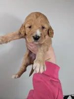 Irish Goldendoodle Girl 1, a female Goldendoodle and Irish Doodle for sale in Baton Rouge, LA – Photo 4 of 8