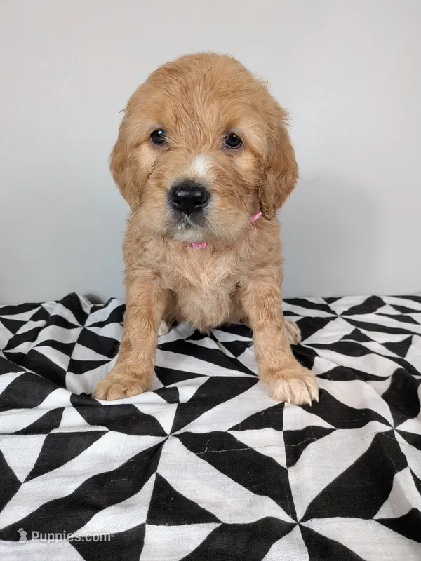 Irish Goldendoodle Girl 1 – Goldendoodle, Irish Doodle puppy for sale in Baton Rouge, LA