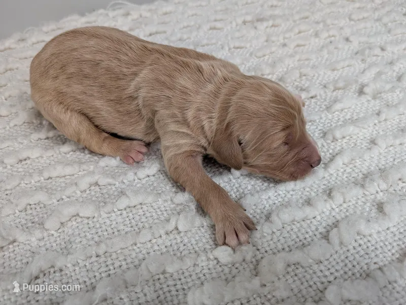 Irish Goldendoodle Girl 1