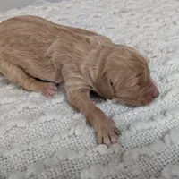 Irish Goldendoodle Girl 1, a female Goldendoodle and Irish Doodle for sale in Baton Rouge, LA – Photo 5 of 8
