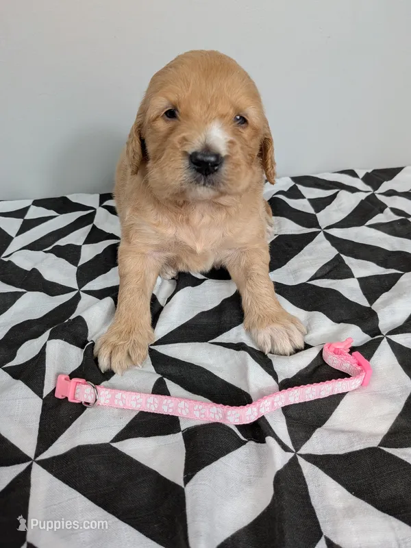 Irish Goldendoodle Girl 1 – Goldendoodle, Irish Doodle puppy for sale in Baton Rouge, LA