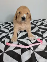 Irish Goldendoodle Girl 1, a female Goldendoodle and Irish Doodle for sale in Baton Rouge, LA – Photo 3 of 8