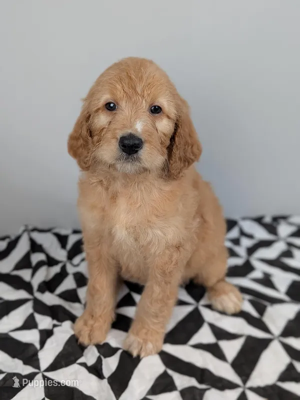 Irish Goldendoodle Girl 1 – Goldendoodle, Irish Doodle puppy for sale in Baton Rouge, LA