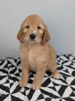 Irish Goldendoodle Girl 1, a female Goldendoodle and Irish Doodle for sale in Baton Rouge, LA – Photo 1 of 8