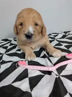 Irish Goldendoodle Girl 1, a female Goldendoodle and Irish Doodle for sale in Baton Rouge, LA – Photo 8 of 8