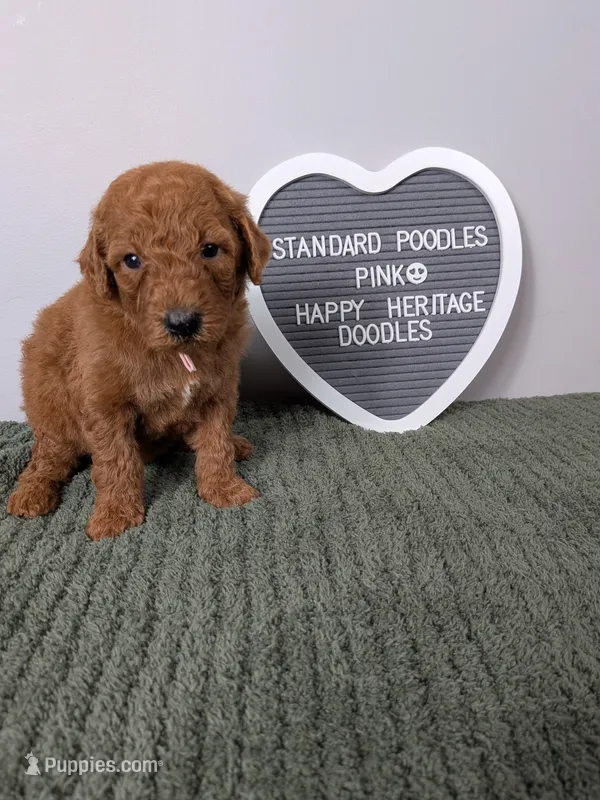 Standard Poodles- pink collar  – Poodle - Standard  puppy for sale in Baton Rouge, LA