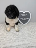 F1b girl "Purdy" , a female Goldendoodle for sale in Baton Rouge, LA – 4 of 4