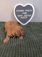 Standard Poodle- tan collar, a male Poodle - Standard  for sale in Baton Rouge, LA – 9 of 10