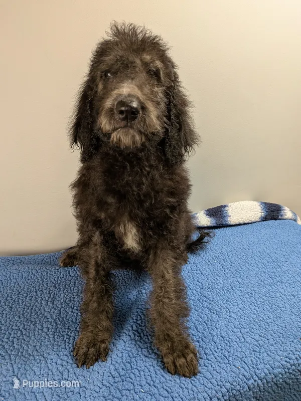 Oak F1bb Goldendoodle – Goldendoodle puppy for sale in Baton Rouge, LA