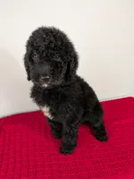 F1b Goldendoodle "Toad", a male Goldendoodle for sale in Baton Rouge, LA – 6 of 6