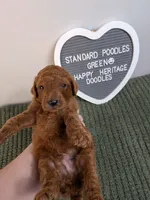 Standard Poodles- Green collar , a male Poodle - Standard  for sale in Baton Rouge, LA – 6 of 8