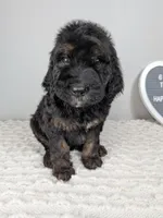 F1b boy "Thunder", a male Goldendoodle for sale in Baton Rouge, LA – 2 of 3