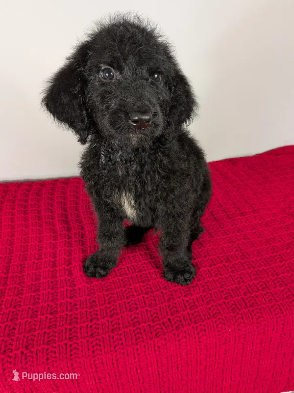 F1b Goldendoodle "Yoshi" – Goldendoodle puppy for sale in Baton Rouge, LA