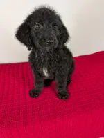F1b Goldendoodle "Yoshi", a male Goldendoodle for sale in Baton Rouge, LA – 1 of 4