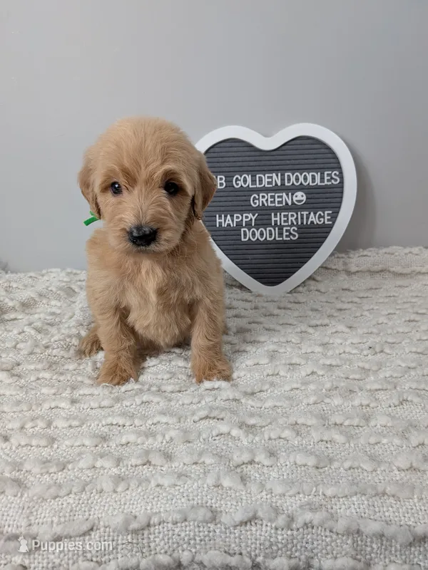 F1b Goldendoodle- Green collar  – Goldendoodle puppy for sale in Baton Rouge, LA