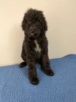 Cedar F1bb Goldendoodle, a male Goldendoodle for sale in Baton Rouge, LA – 4 of 5