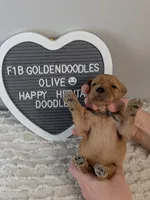 F1b Goldendoodle- Olive collar , a male Goldendoodle for sale in Baton Rouge, LA – 2 of 2