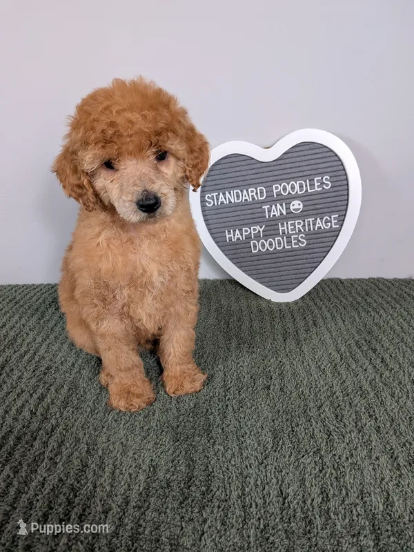 Standard Poodle- tan collar – Poodle - Standard  puppy for sale in Baton Rouge, LA