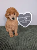 Standard Poodle- tan collar, a male Poodle - Standard  for sale in Baton Rouge, LA – 2 of 10