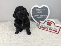 "Max" F1b Goldendoodle, a male Goldendoodle for sale in Baton Rouge, LA – Photo 2 of 9