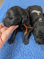 "Max" F1b Goldendoodle, a male Goldendoodle for sale in Baton Rouge, LA – Photo 4 of 9