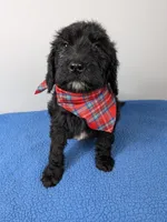 "Max" F1b Goldendoodle, a male Goldendoodle for sale in Baton Rouge, LA – Photo 9 of 9