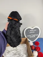 "Max" F1b Goldendoodle, a male Goldendoodle for sale in Baton Rouge, LA – Photo 7 of 9