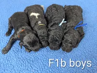 "Max" F1b Goldendoodle, a male Goldendoodle for sale in Baton Rouge, LA – Photo 5 of 9