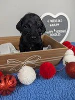 "Max" F1b Goldendoodle, a male Goldendoodle for sale in Baton Rouge, LA – Photo 8 of 9