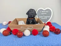 "Max" F1b Goldendoodle, a male Goldendoodle for sale in Baton Rouge, LA – Photo 3 of 9