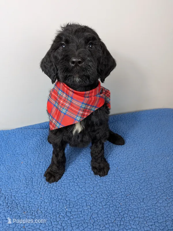 "Max" F1b Goldendoodle