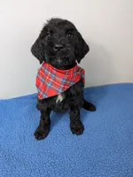 "Max" F1b Goldendoodle, a male Goldendoodle for sale in Baton Rouge, LA – Photo 1 of 9