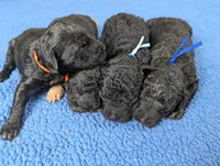 "Max" F1b Goldendoodle, a male Goldendoodle for sale in Baton Rouge, LA – Photo 6 of 9